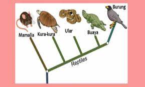 Hal ini diwakili oleh pohon filogenetik yang menunjukkan bagaimana spesies terkait satu sama lain melalui nenek moyang yang sama. Pengertian Filogenetik Jenis Klasifikasi Dan Contohnya
