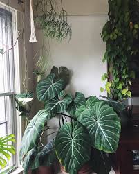 Last Week While Doing Plant Research I Discovered That The Main Reference Picture For Philodendron Gloriosum On Google Was A Plants Pretty Plants Philodendron