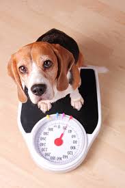 We did not find results for: West Side Pet Hospital Paws Inn Westsidepetinn Twitter