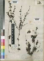 Image result for Diclis reptans