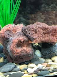 Maybe you would like to learn more about one of these? What Is This White Stuff That Is Appearing On My Lava Rocks Should I Be Worried Aquariums
