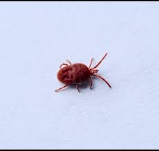 Image result for red mite