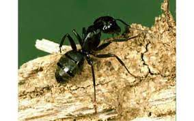 Carpenter ants will typically infest wood that has come into contact with excess moisture from a leak or sweating pipes. Carpenter Ants And Carpenter Ant Control