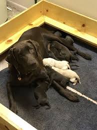 We specialize in english yellow labs and our gorgeous yellow lab puppies are wonderful family dogs. Litter Of 9 Labrador Retriever Puppies For Sale In Elkton Or Adn 28748 On Puppyfinder Com Gender Male Labrador Retriever Labrador Retriever Puppies Labrador