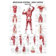 The tables on the following pages detail the origin, insertion and action of some of the major muscles in the body. The Muscular System Deep Layers Back Laminated Anatomy Chart Human Muscle Anatomy Muscular System Human Muscular System