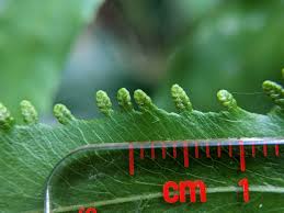 Image result for Lygodiaceae