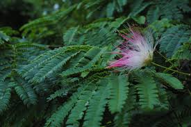 Mimosa trees were introduced to the u.s. The Beautiful But Invasive Mimosa Panhandle Outdoors