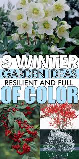 Beautiful Winter Plants And Flowers That Survive The Cold In 2020 Winter Plants Winter Garden Winter Vegetables Gardening