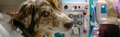 As with any new service, friends, neighbors or colleagues are a great place to start looking for a veterinarian. 24 Hour Pet Large Animal Emergency Hospital In Madison Wi Uw Veterinary Care
