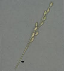 Image result for Urochloa umbellata