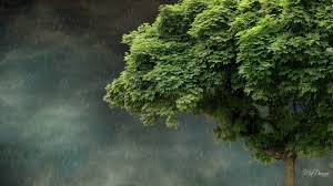 Spring Rain Wallpapers Background Rainy Wallpaper Rain Wallpapers Nature Wallpaper