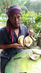 24 7 2017 durian batu kurau facebook. Durian Batu Kurau Photos Facebook
