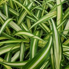 Image result for Chlorophytum silvaticum