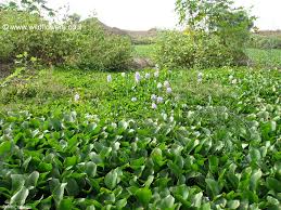 Maybe you would like to learn more about one of these? Eichhornia Crassipes