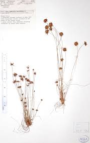 Image result for Bulbostylis trabeculata