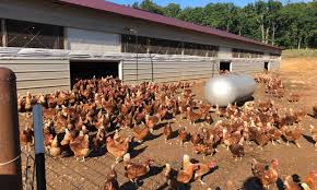 Vital farms pasture raised eggs are available nationwide, better yet is to buy locally sourced pasture eggs from a nearby farm! Can And Should Pasture Raised Eggs Scale Up Food Tank