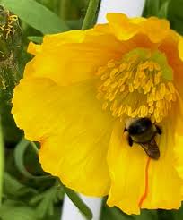 Image result for Bombus cryptarum