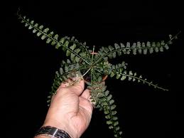 Image result for Asplenium rutifolium