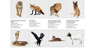 動物圖案 144種動物圖案png下載 而且都已經幫你去背好了