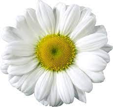 Pin By Lim Geok Hong On ƥɲɠ Flower Pictures Flower Clipart Printables Flower Download