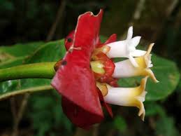 Image result for Tephrosia elata