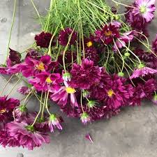 650 bedford euless rd, fort worth, tx 76053, usa. Bulk Flower Bunches Sage Moose Fower Farm Stephenville Tx