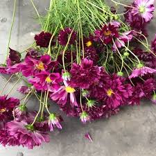 Maybe you would like to learn more about one of these? Bulk Flower Bunches Sage Moose Fower Farm Stephenville Tx