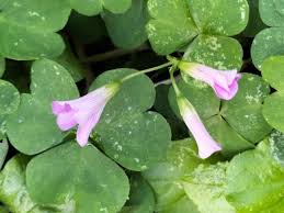 Image result for Oxalis debilis