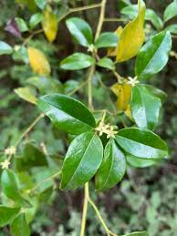 Image result for Cassinopsis ilicifolia