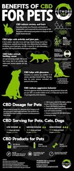 A variety of studies have been released expressing the potential medicinal capabilities of cbd for joint pain and inflammation. 24 Cbd For Pets Ideas Cbd Pets Oils For Dogs