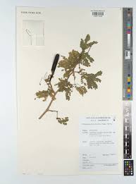 Image result for Pseudoprosopis