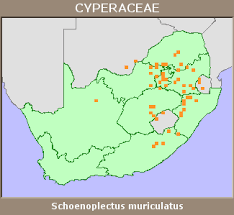 Image result for Schoenoplectus muriculatus