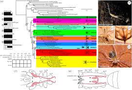 The solifuges are predatory invertebreates related to spiders also known as wind scorpions and sun spiders, the solifugae are found in desert habitats in many parts of the world. Ordered Phylogenomic Subsampling Enables Diagnosis Of Systematic Errors In The Placement Of The Enigmatic Arachnid Order Palpigradi Proceedings Of The Royal Society B Biological Sciences