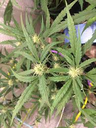 Check spelling or type a new query. White Hairs Burning Thcfarmer Cannabis Cultivation Network