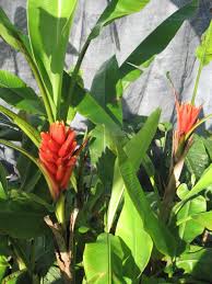 Image result for Coccinia senensis