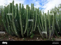 Image result for Cyphostemma hermannioides