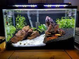 How do you start a fish tank? Beginner S Guide To Setting Up Of A 10 Gallon Aquarium Fishxperts