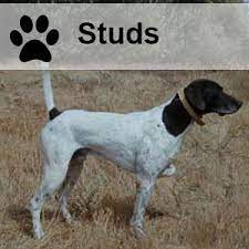 The german shorthaired pointer is an excellent family dog, but is not content to sit around. German Shorthaired Pointers Palermo Ranch Kennels