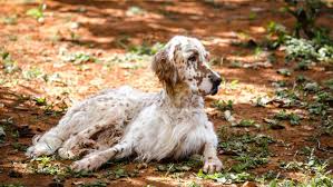 Image result for anglický setr lawerak