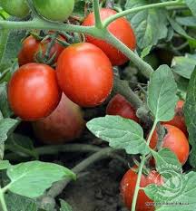 Siberian Rajce Kerickove Semena Siberian Vegetables Tomato