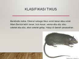 Kelas crustacae yaitu cyclops beberapa jenis tikus (rodensia) pembawa vektor penyakit adalah rattus norvegicus, rattus rattus diardi, mus musculus. Vektor Penyakit Dan Binatang Pengganggu Pengertian Vektor Salah