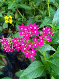 Ixora A Great Bushy Plant To Beautify Your Garden Or Patio My Desired Home Plants Tiny Flowers Beautiful Flowers