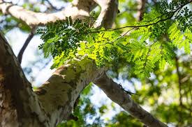 Image result for Caesalpinia ferrea