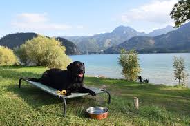 Als ausgangspunkt für tagesausflüge ist st. Campen Wandern Und Baden Mit Hund Camping Mit Hund Am Wolfgangsee Jack Auf Reisen