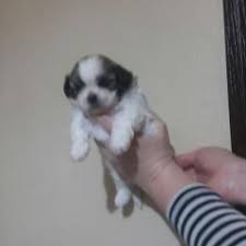 Shih Tzu Zonguldak Fiyatlari Ikinci El Sifir Kiralik Ilanlar