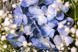They look and feel extremely real and will definitely trick all your guests! Blue Fragile Flowers And Small White Flower In The Flower Bouquet Stock Photo Picture And Royalty Free Image Image 96990826