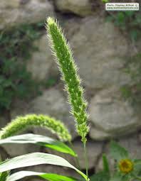 Image result for Setaria italica