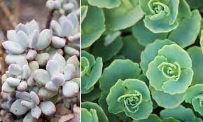 Les pots et les contenants. Plantes Grasses Exterieures 15 Varietes Qui Resistent Au Gel