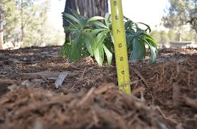 Garden with 4 inches of mulch. How Much Mulch Do I Need To Order Use These 4 Steps To Measure Mulch