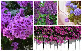 Check spelling or type a new query. 8 Beautiful Purple Flowering Shrubs Garden Lovers Club